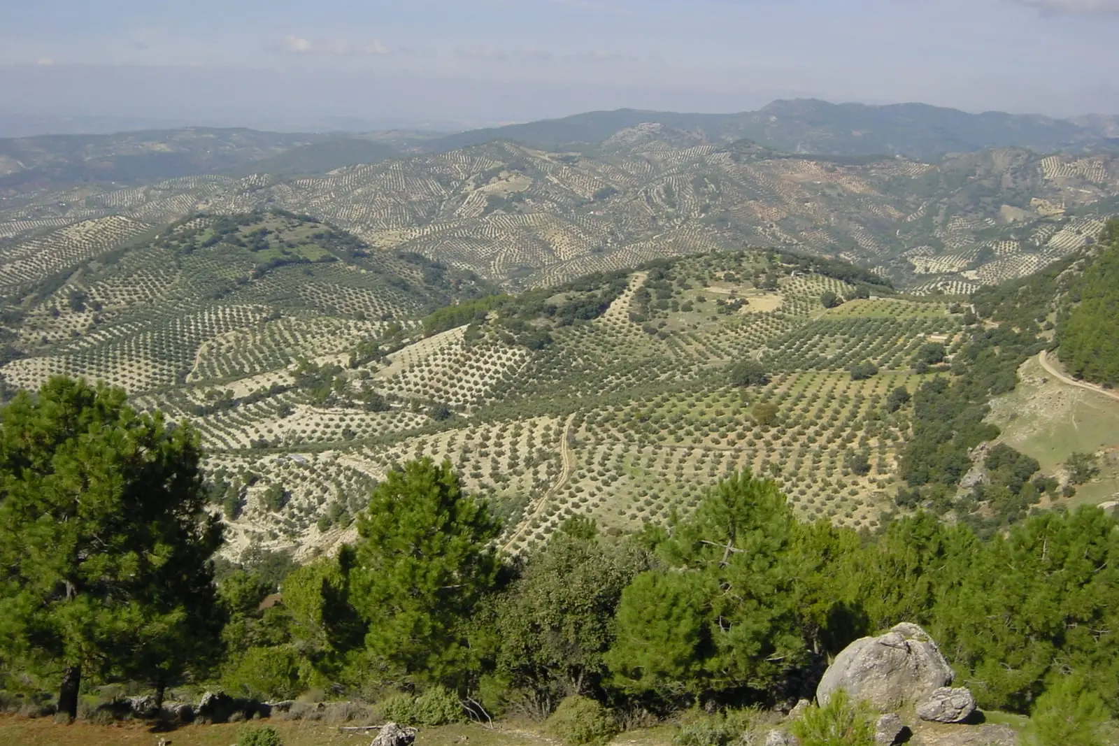 Lomas cubiertas de olivares en hileras con pinares delante y sierras al fondo